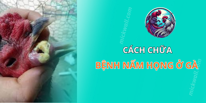 Cách chữa bệnh nấm họng ở gà chọi tốt nhất 