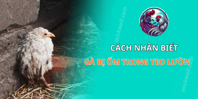 Cách nhận biết gà bị ốm trong teo lườn