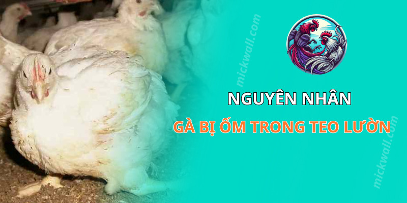 Nguyên nhân gà bị ốm trong teo lườn