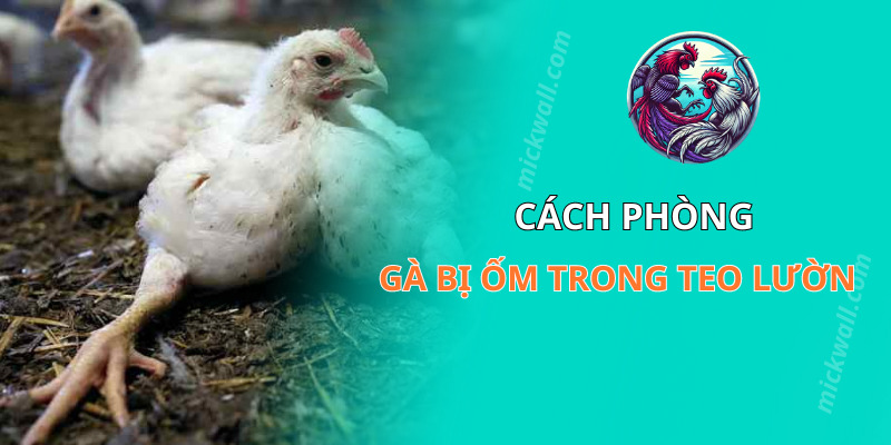 Cách phòng gà bị ốm trong teo lườn