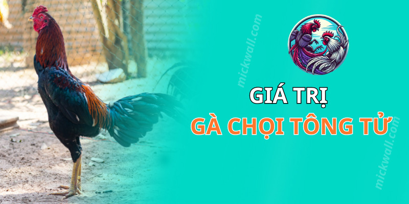 Giá trị của giống gà chọi tông tử