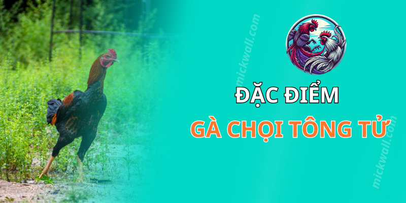 Đặc điểm của gà chọi tông tử