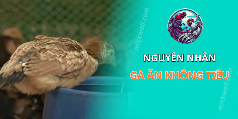 Nguyên nhân khiến gà bị chướng diều ăn không tiêu