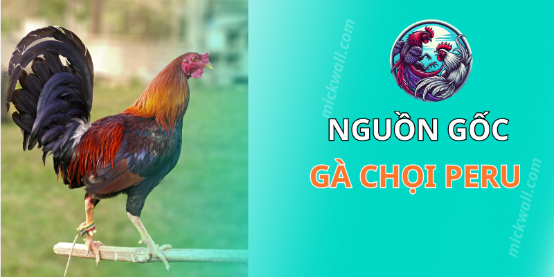 Nguồn gốc gà chọi Peru