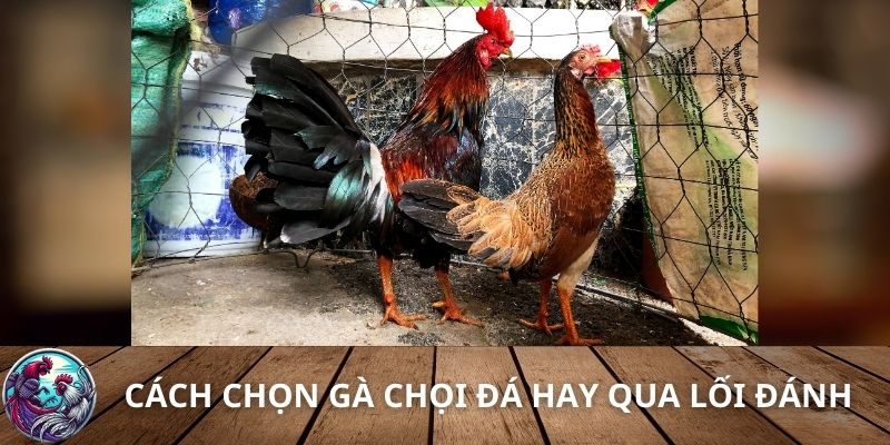 Cách chọn gà chọi đá hay qua lối đánh