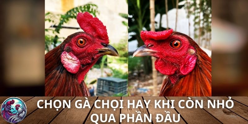 Cách chọn gà chọi hay khi còn nhỏ qua phần đầu