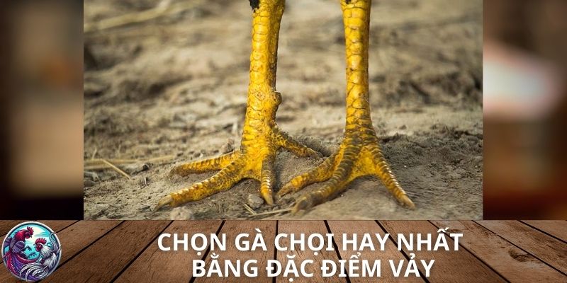 Cách chọn gà chọi hay nhất bằng đặc điểm vảy