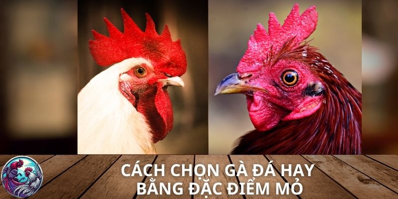 Cách chọn gà đá hay bằng đặc điểm mỏ