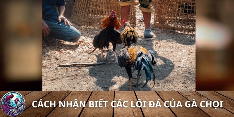 Cách nhận biết các lối đá của gà chọi