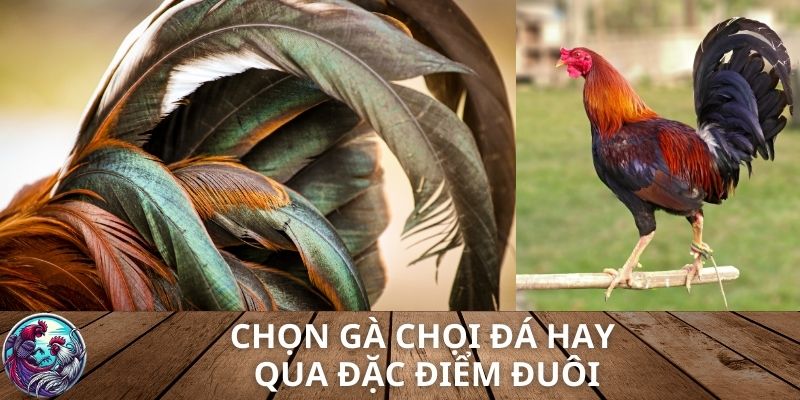 Chọn gà chọi đá hay qua đặc điểm đuôi