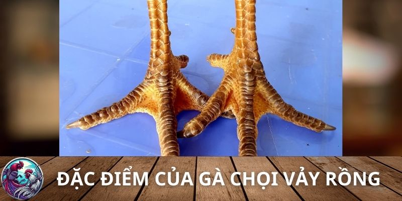 Đặc điểm của gà chọi vảy rồng