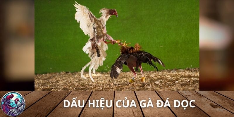 Dấu hiệu của gà đá dọc