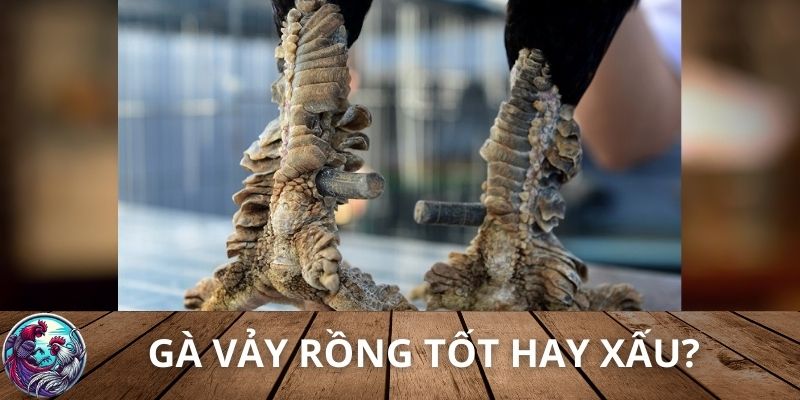 Gà vảy rồng tốt hay xấu?