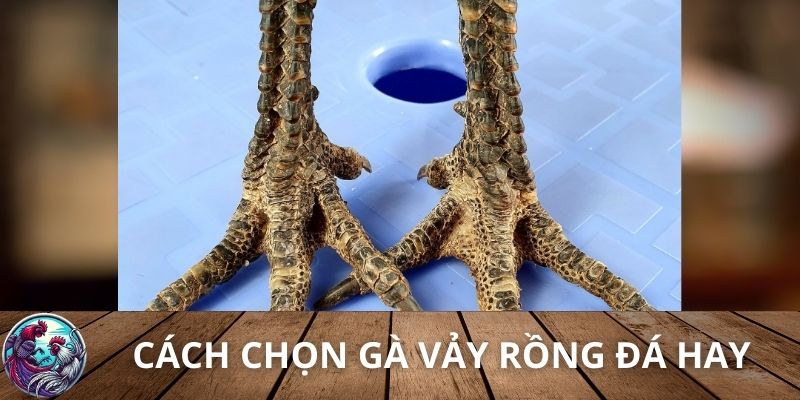 Làm sao để chọn được gà vảy rồng đá hay?