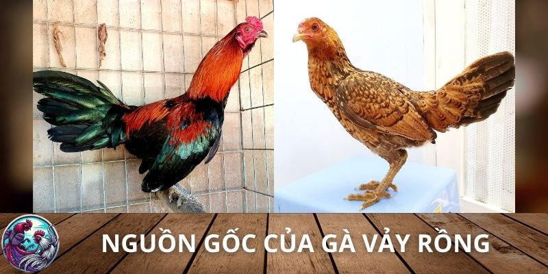 Nguồn gốc của gà vảy rồng