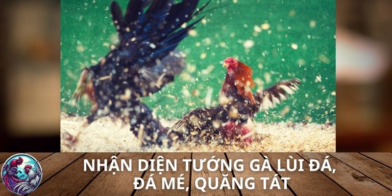 Nhận diện tướng gà lùi đá, đá mé, quăng tát