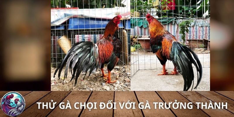 Thử gà chọi đối với gà trưởng thành