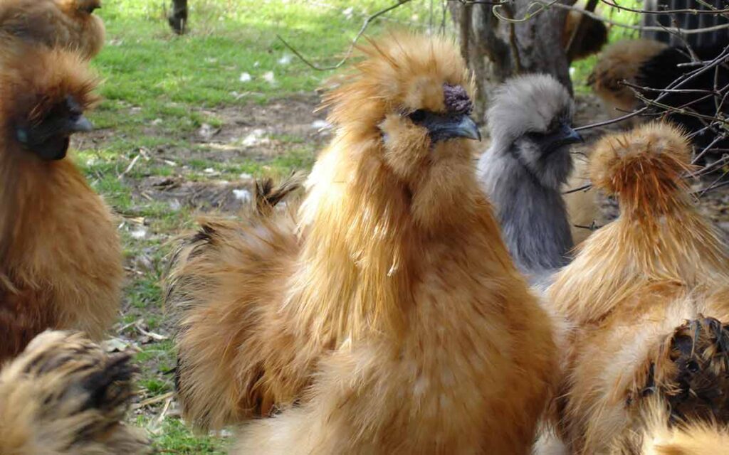 Fur Hen: Exploring Tradition, Symbolism, and Modern Appeal